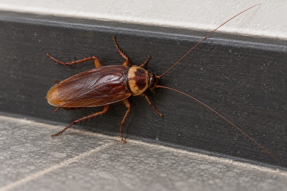 American cockroach (Periplaneta americana) on a skirting board
