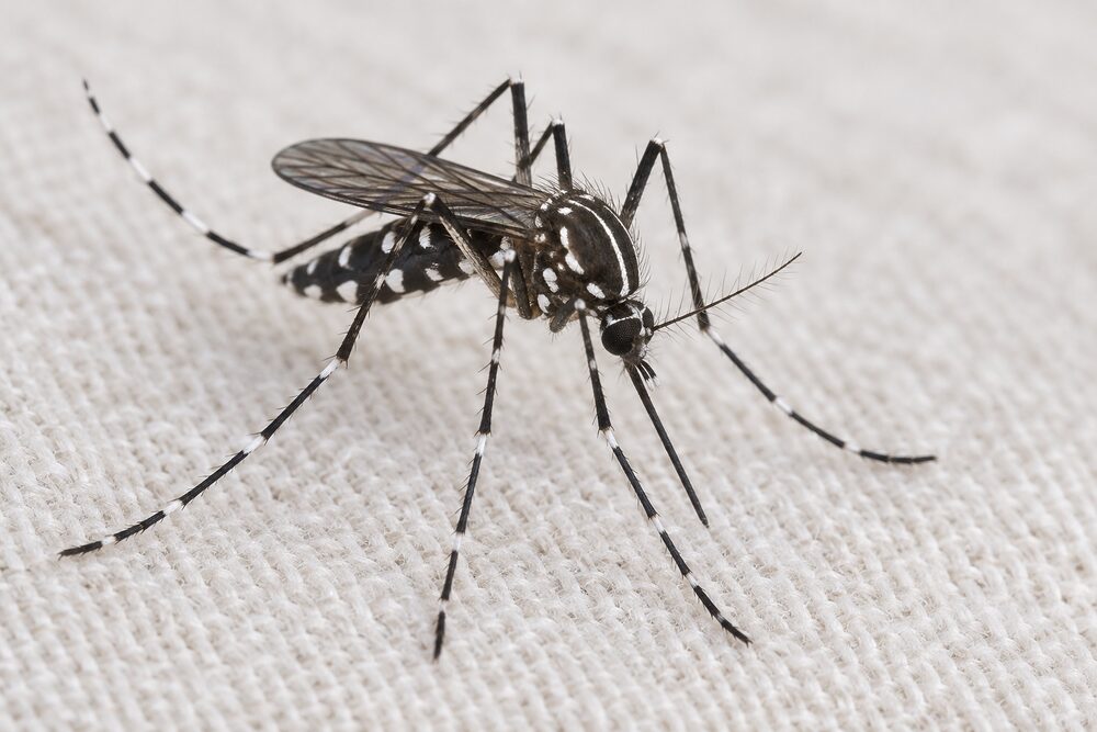 Aedes mosquito with banded legs resting on fabric