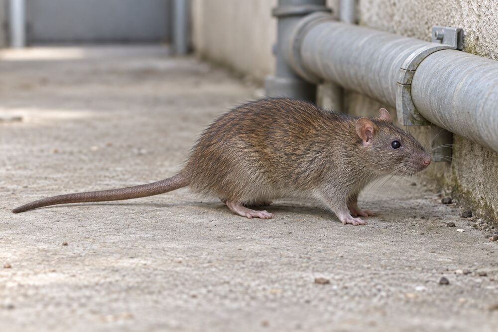 Brown rat (Rattus norvegicus) beside a service pipe