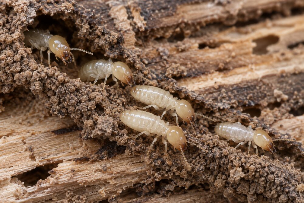 Subterranean termite workers (Coptotermes gestroi) on a mud tube in damaged timber